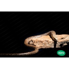 Lagarto ápodo - Ophisaurus apodus